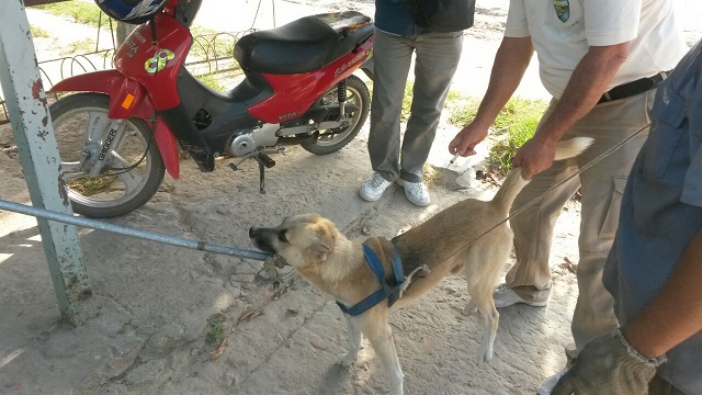 Una de las mascotas que fue llevada por su dueño para la vacunación en el barrio Primero de Mayo. 