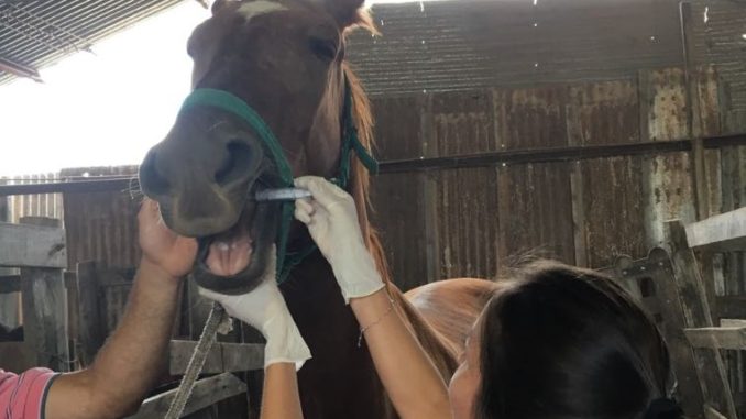 veterinaria unne