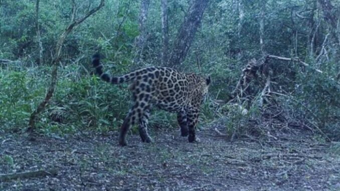 Nuevo-yaguarete-registrado-en-Formosa-es-el-tercer-avistamiento-en-el-Parque-Nacional-Rio-Pilcomayo